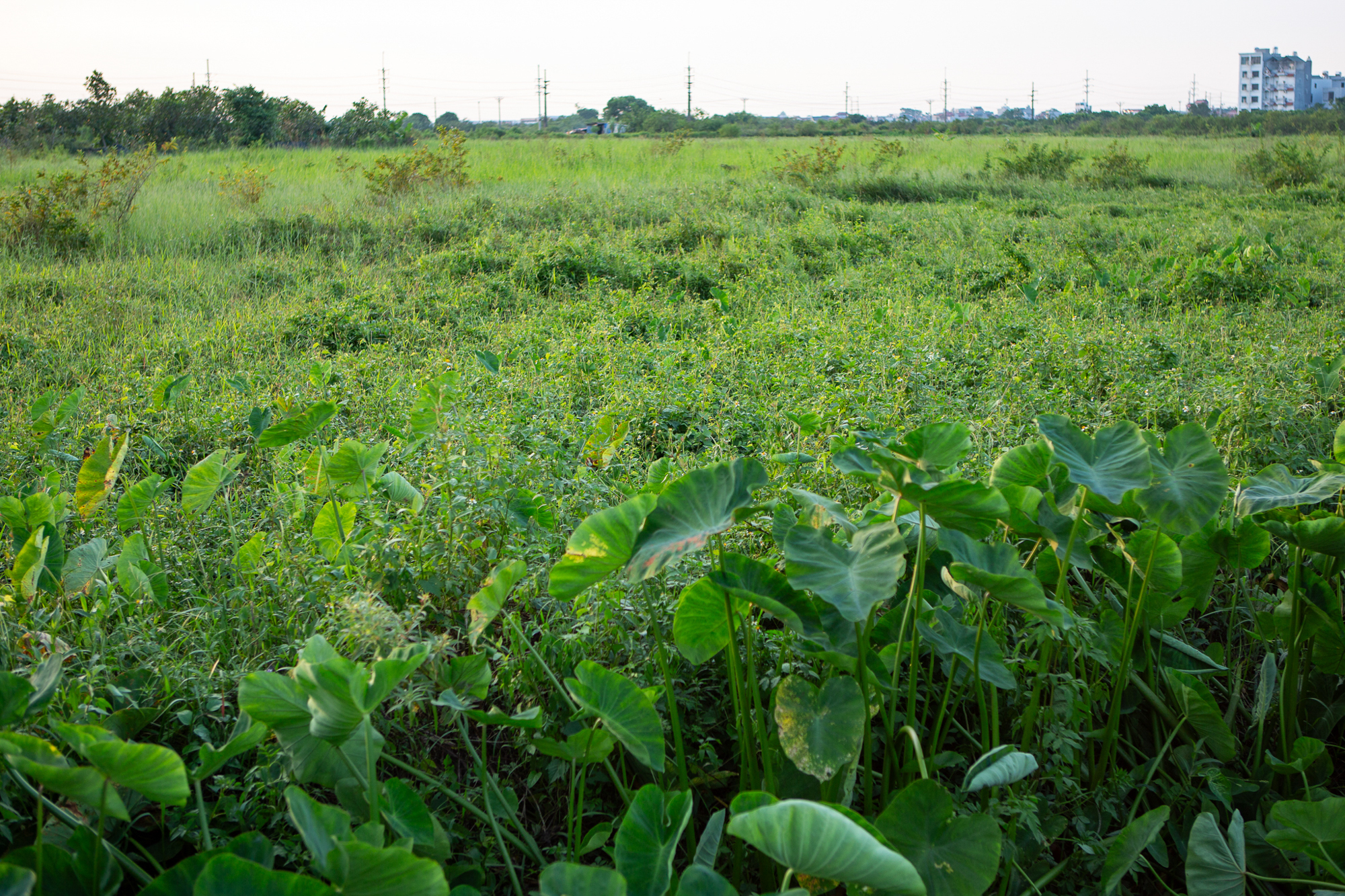 Thay bạn đi xem khu đất sẽ xây dự án nhà ở xã hội lớn nhất Thủ đô: Dự kiến sẽ có gần 7.000 căn hộ, sát công viên 100 ha của Sun Group - Ảnh 6