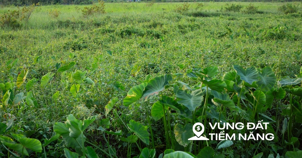 Thay bạn đi xem khu đất sẽ xây dự án nhà ở xã hội lớn nhất Thủ đô: Dự kiến sẽ có gần 7.000 căn hộ, sát công viên 100 ha của Sun Group