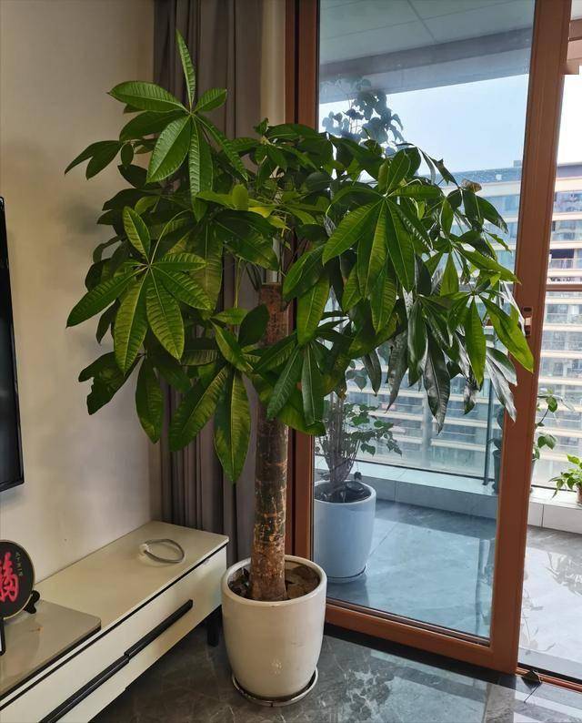 “Trong nhà có một cây, cả nhà ấm no": 5 loại cây nội thất đẹp, dễ sống, tăng sinh khí cho tổ ấm - Ảnh 2