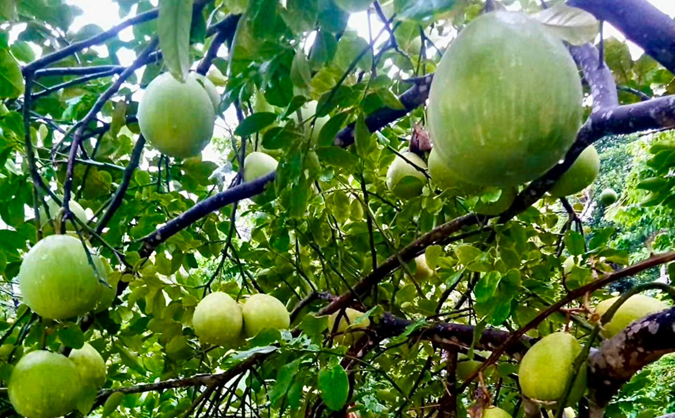 Huế vào mùa quả ngọt thanh, ruột giòn, hương thơm không nơi nào có - Ảnh 7