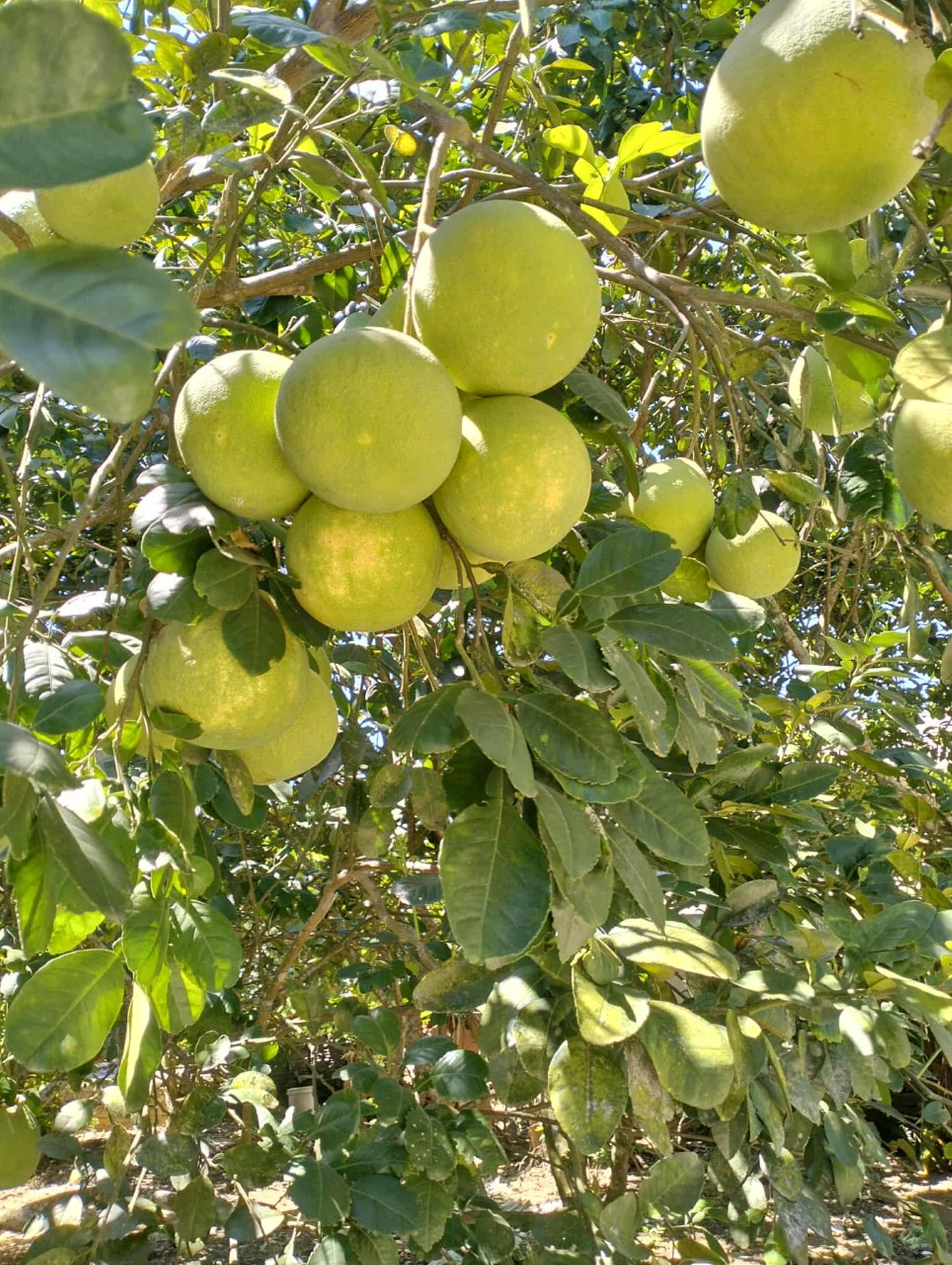 Huế vào mùa quả ngọt thanh, ruột giòn, hương thơm không nơi nào có - Ảnh 8