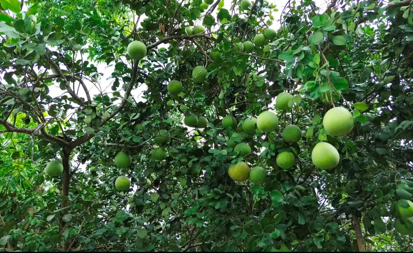 Huế vào mùa quả ngọt thanh, ruột giòn, hương thơm không nơi nào có - Ảnh 10