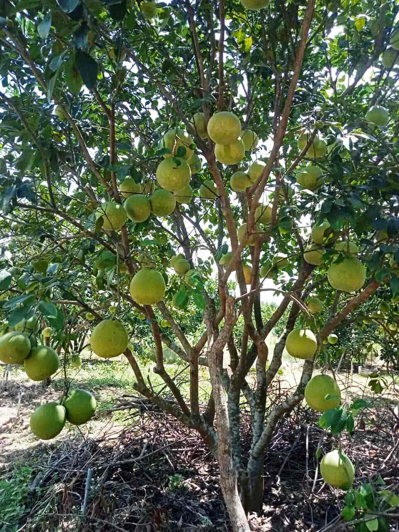 Huế vào mùa quả ngọt thanh, ruột giòn, hương thơm không nơi nào có - Ảnh 11