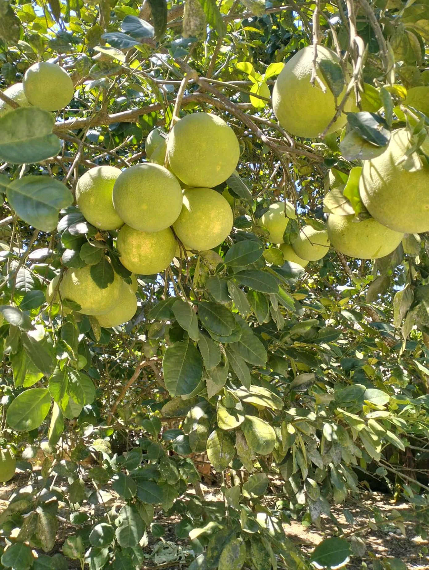 Huế vào mùa quả ngọt thanh, ruột giòn, hương thơm không nơi nào có - Ảnh 12