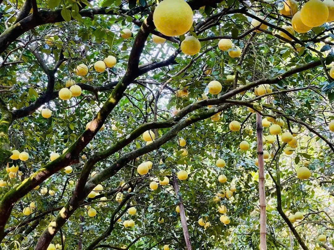 'Đệ nhất danh quả' Hà Tĩnh được chọn trong tiệc cưới Đỗ Thị Hà - Ảnh 3