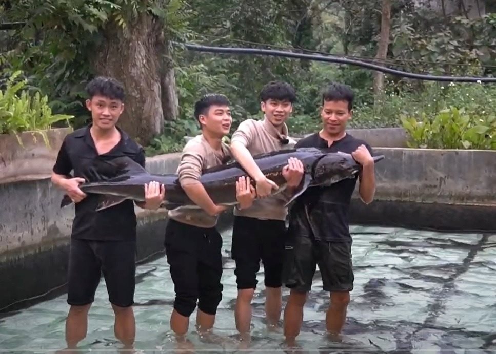 Cụ Cá Tầm 15 năm tuổi nặng 50 kg ở Lai Châu, được lên sàn đấu giá để huy động vốn: Ai nuôi? - Ảnh 1