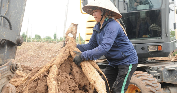 Biến cây mọc dại thành “vàng trắng”, người nông dân thu 3,6 tỷ đồng/năm