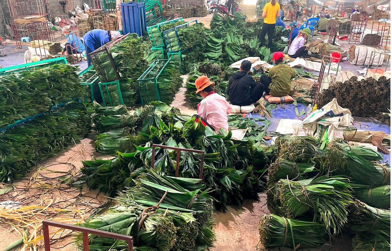 Loại lá trước kia cho không ai lấy, nay được Trung Quốc bao mua: Người dân Phú Thọ “hái ra tiền tỷ” - Ảnh 1