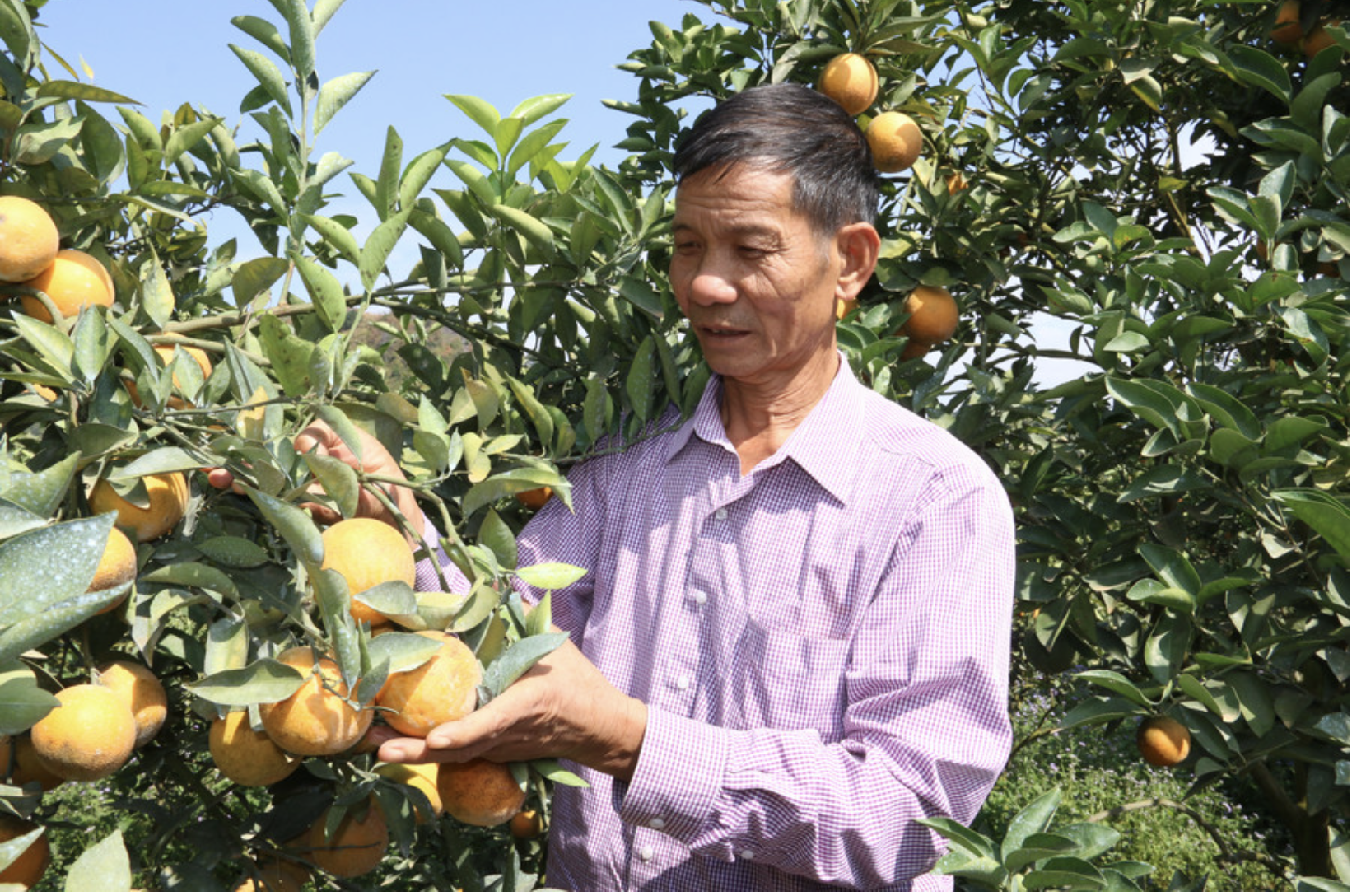 Bỏ việc ở Bệnh viện Quân y, người đàn ông về Sơn La trồng thứ cây lạ đời “ra quả không biết mệt” rồi thành tỷ phú - Ảnh 1