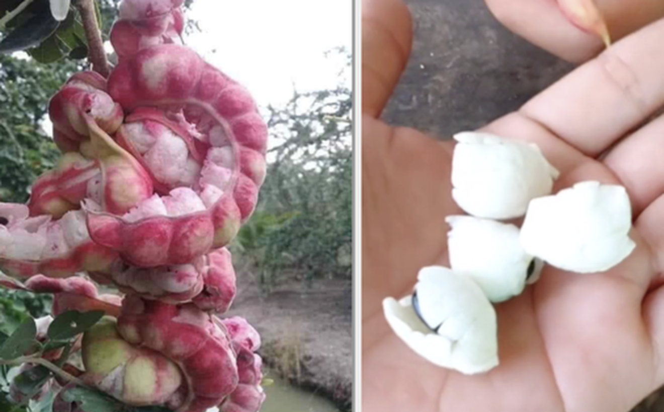 Loại quả được trả trăm ngàn 1kg nhưng chủ vườn nhất quyết không bán, người miền Tây nhìn là biết ngay - Ảnh 1