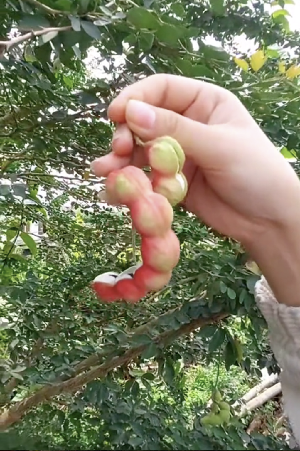 Loại quả được trả trăm ngàn 1kg nhưng chủ vườn nhất quyết không bán, người miền Tây nhìn là biết ngay - Ảnh 2