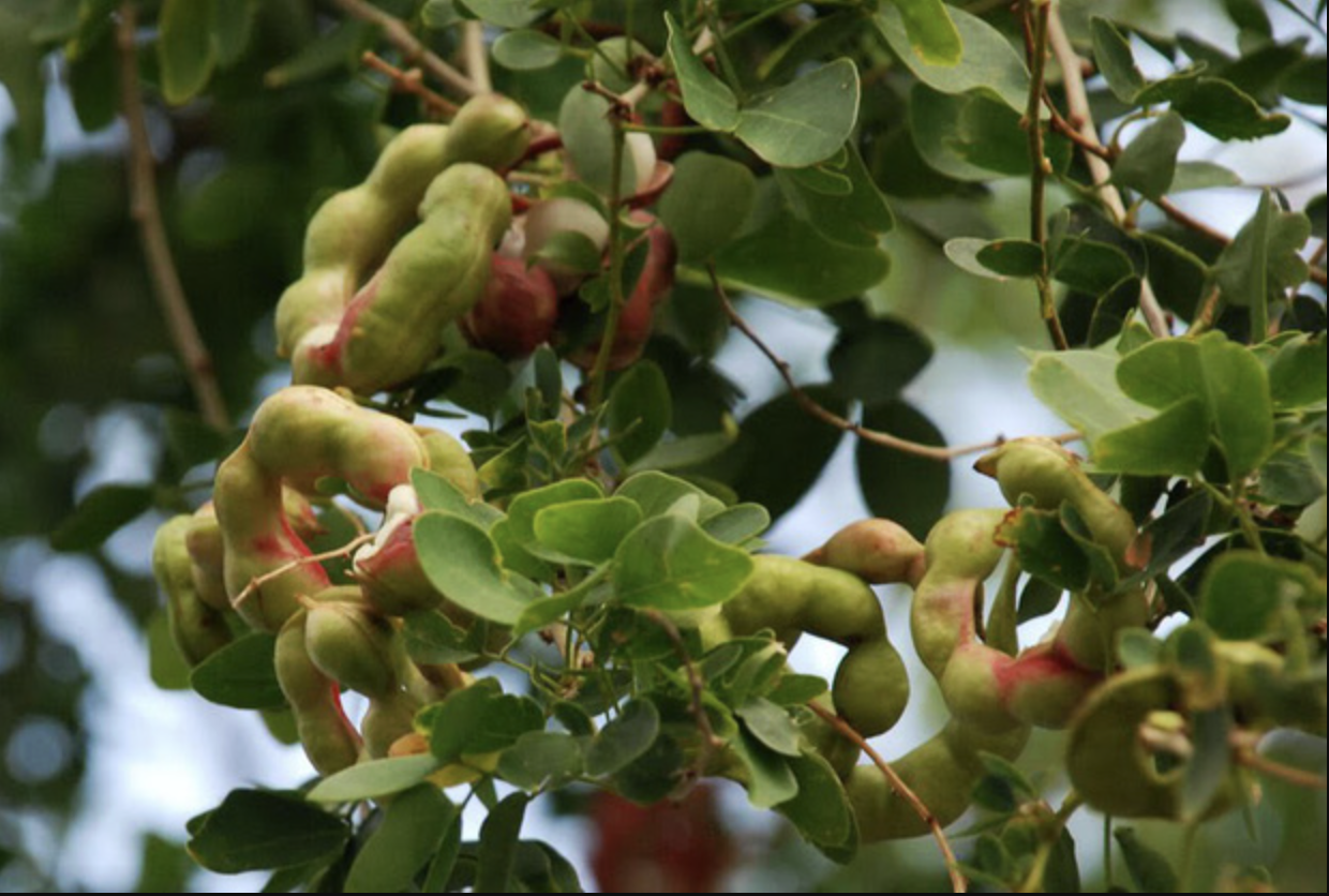 Loại quả được trả trăm ngàn 1kg nhưng chủ vườn nhất quyết không bán, người miền Tây nhìn là biết ngay - Ảnh 3
