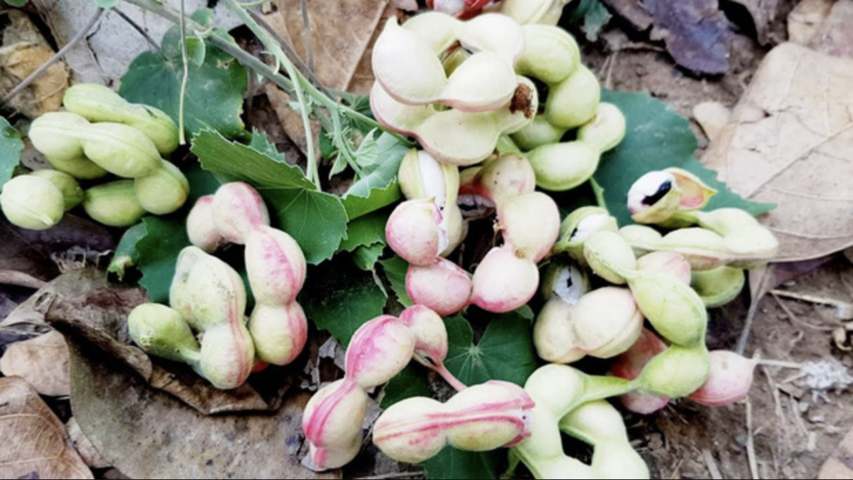 Loại quả được trả trăm ngàn 1kg nhưng chủ vườn nhất quyết không bán, người miền Tây nhìn là biết ngay - Ảnh 4