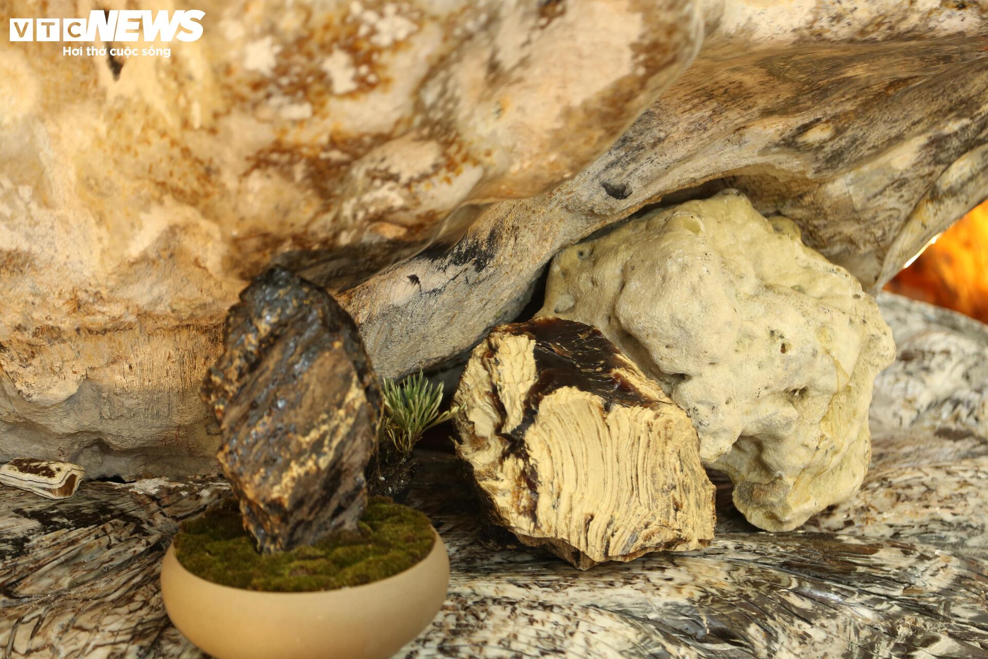 Khách tò mò ngắm san hô, gỗ hóa thạch trăm triệu tuổi, giá tiền tỷ - Ảnh 5