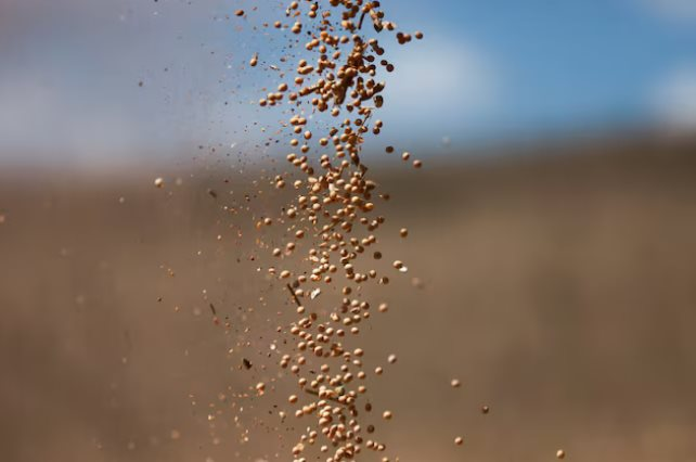 Trung Quốc quay lưng với nông sản Mỹ, một quốc gia bất ngờ trúng lớn: Xuất khẩu đậu tương bằng cả năm cộng lại - Ngô, thịt bò đều bội thu đơn hàng - Ảnh 1