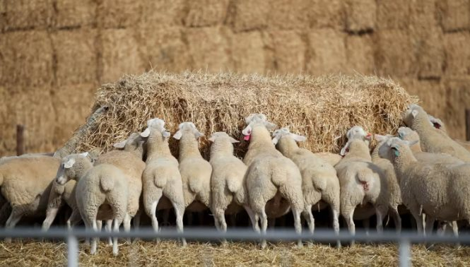 Trung Quốc bất ngờ gom mạnh một loại nguyên liệu quan trọng từ Úc do nguồn cung khan hiếm, giá tăng vọt 11 tháng liên tiếp - Ảnh 1