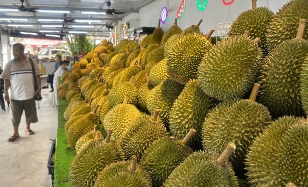 Là vựa sầu riêng lớn nhất Đông Nam Á, đối thủ của Việt Nam cho biết chỉ nhận về 10% giá trị vì trung gian qua Thái Lan, sắp xuất khẩu trực tiếp sang Trung Quốc - Ảnh 1