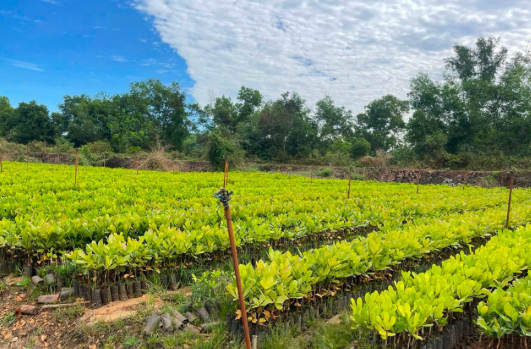 Hơn nửa triệu tấn ‘cứu tinh’ từ Campuchia vừa đổ bộ Việt Nam: Được mệnh danh ‘vàng trắng’ trên cây, nước ta đứng thứ 3 thế giới - Ảnh 1