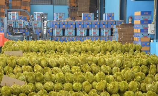 Láng giềng Việt Nam vừa khởi động ‘siêu dự án’ sầu riêng để xuất khẩu sang Trung Quốc, nắm giữ 1 lợi thế Việt Nam, Thái Lan đều không có - Ảnh 1