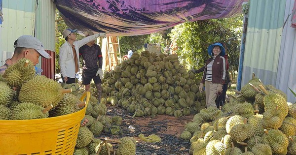 Giá sầu riêng giảm sâu nhưng xuất khẩu vẫn tăng mạnh