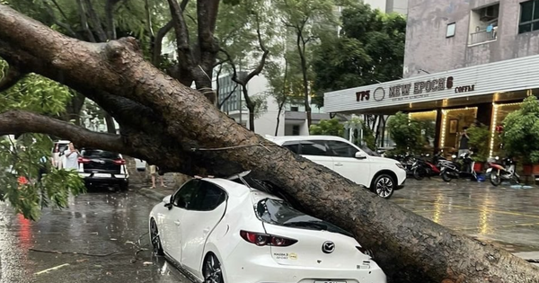 Một doanh nghiệp bảo hiểm ghi nhận 226 vụ tổn thất do bão số 10, bồi thường cao nhất 700 triệu đồng/trường hợp
