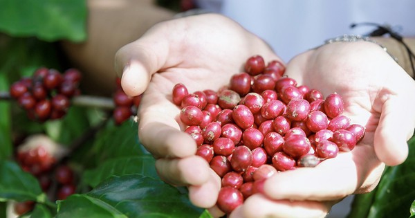 Giá cà phê hôm nay 2-10: Tăng vọt khó tin