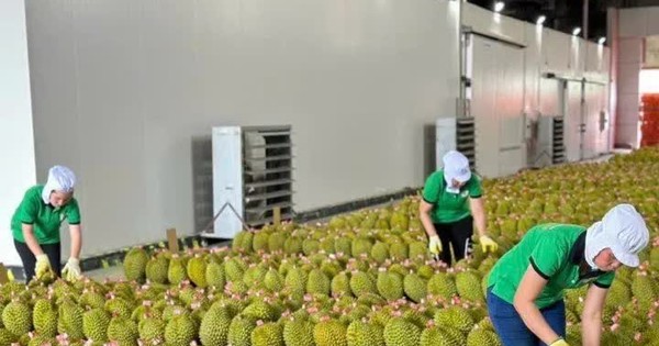 Xuất khẩu sầu riêng tăng mạnh