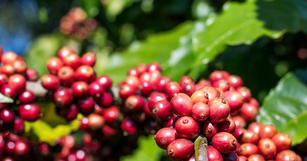 Giá cà phê hôm nay 3-10: Giảm, bức tranh thu hoạch Robusta toàn cầu ra sao?