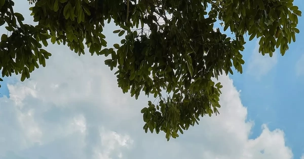Nhà 85m2 có sân vườn lấy ánh sáng