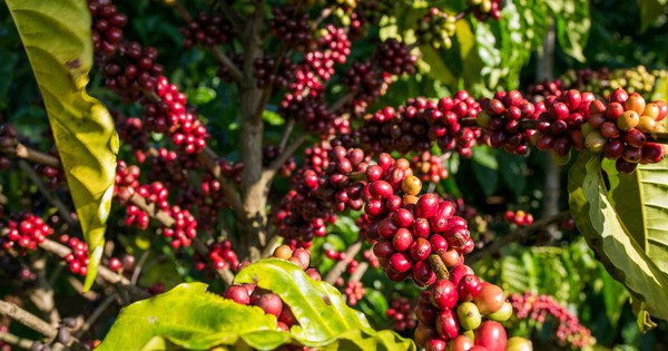 Giá cà phê hôm nay 5-10: Trong nước đang rẻ, Trung Quốc thích nhập cà phê thô