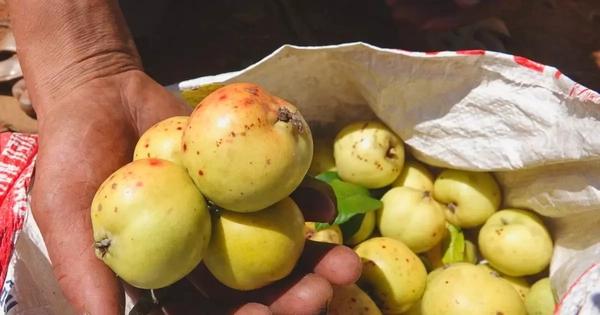 Đặc sản táo mèo Mù Cang Chải vào vụ