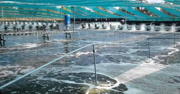 Áp thuế 50% vì mua dầu Nga, người Mỹ phải trả giá đắt đỏ cho một mặt hàng nhập khẩu từ Ấn Độ, Việt Nam cũng đang tham gia cuộc đua xuất khẩu