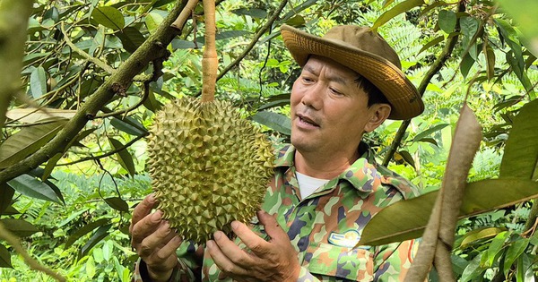 Giá sầu riêng hôm nay 8-10: Vượt 100.000 đồng/kg, nhà vườn trúng lớn