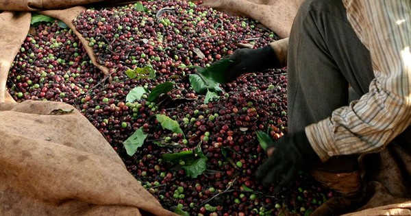 Việt Nam sở hữu một loại hạt “hút” thị trường châu Âu, tăng mua liên tục: Dự kiến thu về 8 tỷ USD