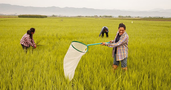 Môt "vật báu" của Thái Lan bị rớt giá thảm hại - thấp nhất thập kỷ