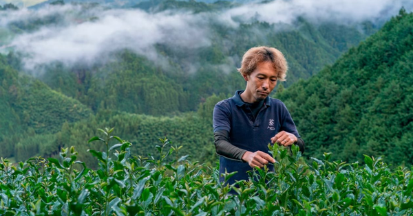 Nhật Bản đang sở hữu loại bột được ví như 'vàng xanh', cả thế giới đổ xô tới đây săn lùng, cung không đủ cầu