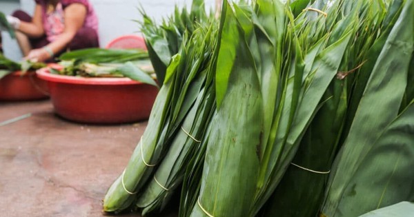 Loại lá trước kia cho không ai lấy, nay được Trung Quốc bao mua: Người dân Phú Thọ “hái ra tiền tỷ”