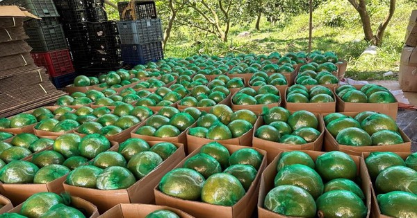 Không phải sầu riêng, loại quả của Việt Nam khiến cựu Thứ trưởng Bộ Nông nghiệp Mỹ phải tấm tắc khen ngon: sản lượng 1 triệu tấn/năm, vừa có thêm 'visa' sang Úc