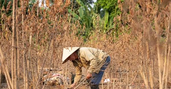 Đào Nhật Tân chết khô chết héo