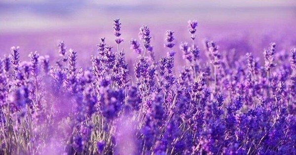 Một cổ phiếu bất động sản “bốc đầu” kịch trần 3 phiên liên tiếp