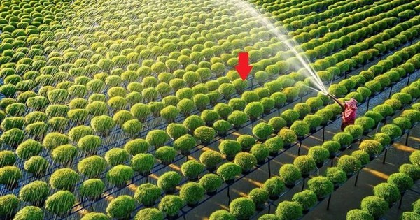 Một tổ chức của LHQ: VN đủ khả năng giúp nhiều nước tăng năng suất trong lĩnh vực đóng góp hơn 12% GDP