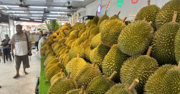 Một đối thủ sầu riêng của Thái Lan, Việt Nam rục rịch gia nhập thị trường Trung Quốc, chuyên gia khẳng định: Cần ít nhất 2 năm nữa để làm điều này
