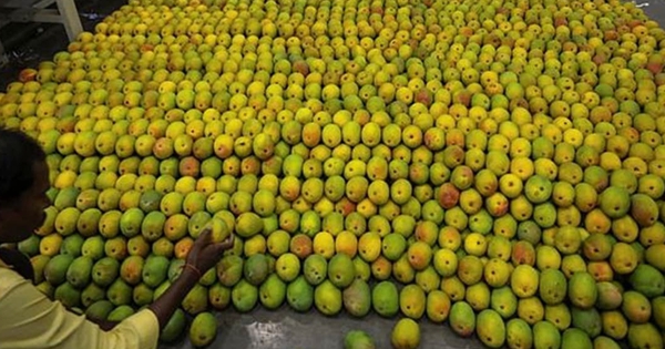 Loại quả của Việt Nam khiến cựu Đại sứ Hoa Kỳ phải xuýt xoa khen ngợi 'ngon nhất thế giới': Trung Quốc siêu mê, diện tích trồng hơn 110.000 ha