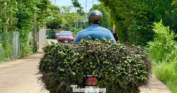 Cau rớt giá thảm hại vì thương lái Trung Quốc bất ngờ 'quay xe'