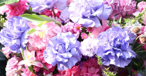 Hoa 'nhà giàu' mỗi bông giá 1 triệu đồng vẫn đắt khách dịp 20/10