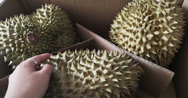 Giá sầu riêng hôm nay 20-10: Sầu riêng hết mùa, khan hiếm sao giá bất ngờ giảm sâu?