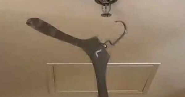 Treo móc áo lên trần nhà kích hoạt hệ thống gây ngập lụt khách sạn, du khách bị đòi bồi thường 600 triệu