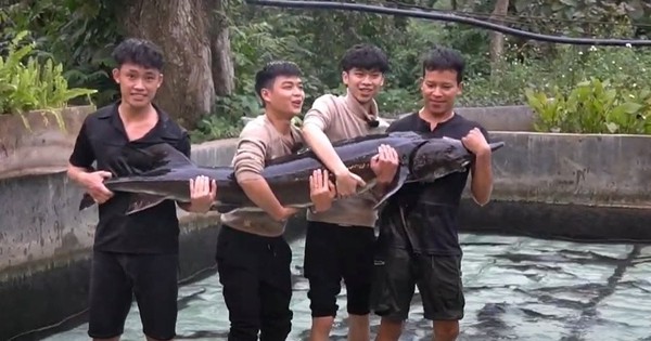 Cụ Cá Tầm 15 năm tuổi nặng 50 kg ở Lai Châu, được lên sàn đấu giá để huy động vốn: Ai nuôi?