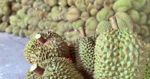 Xôn xao thông tin các kho ngừng thu mua sầu riêng: Thương lái, nhà vườn lo lắng