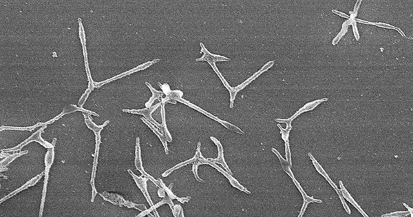 Gia tăng các ca viêm phổi do Mycoplasma, Nhật Bản cảnh báo nguy cơ bùng phát dịch